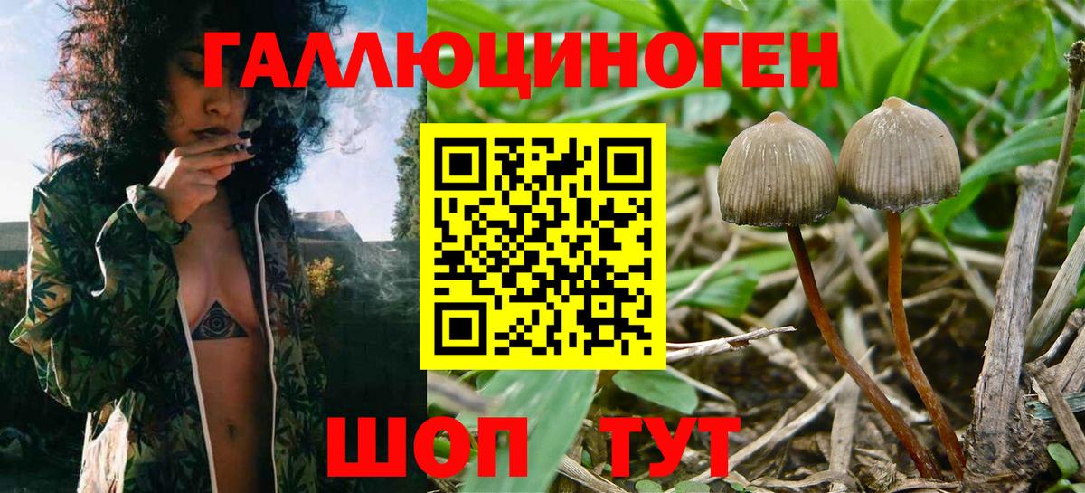 Галлюциногенные грибы Cubensis Лесной